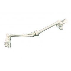 Skeletal Foot & Leg