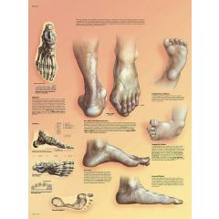 Poster, foot and joints position